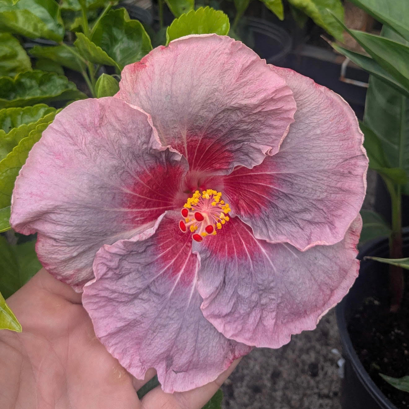 Hibiscus 'Sweet Persuasian'