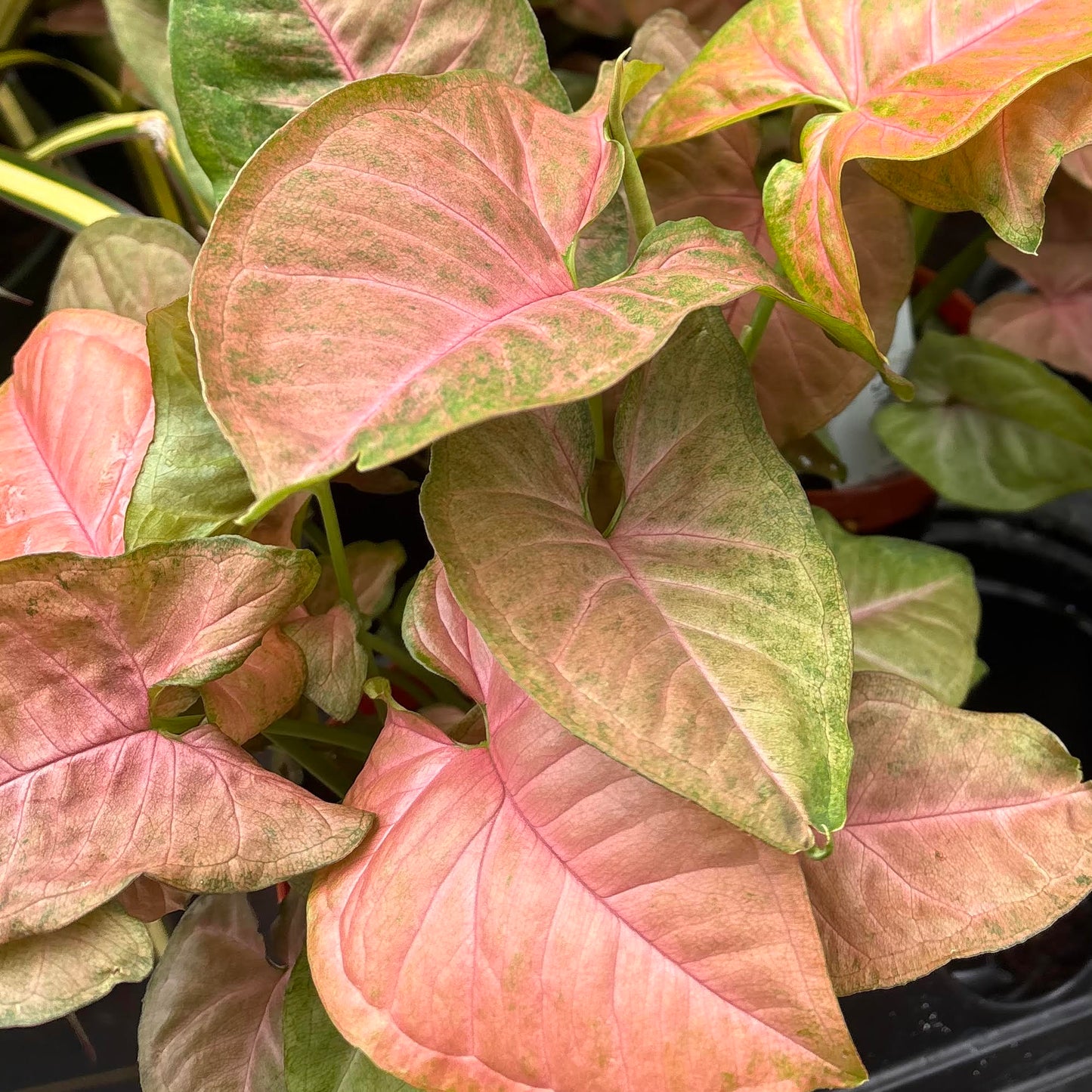 Syngonium 'Strawberry Cream'