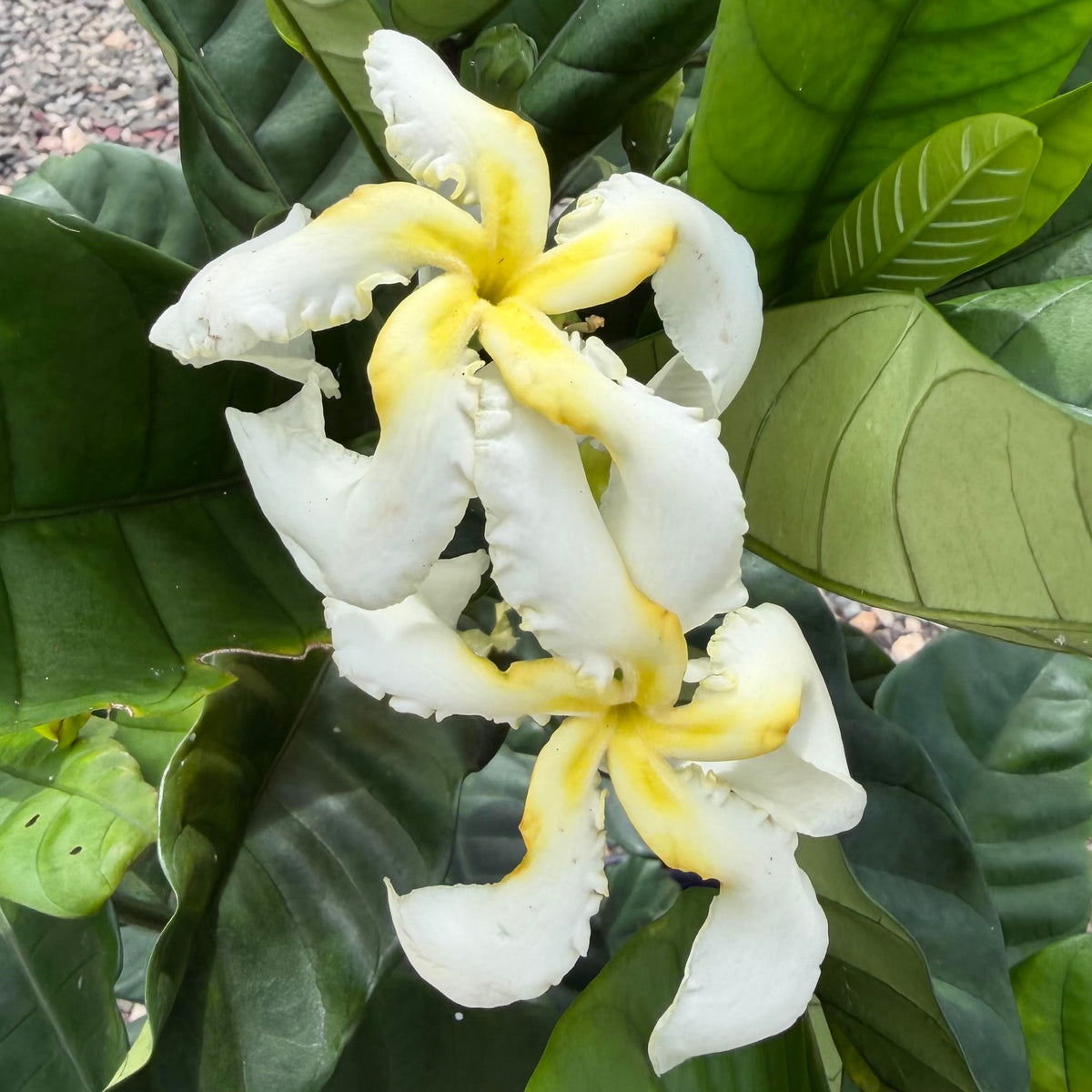 Tabernaemontana holstii ʻGiant Tabernaemontanaʻ 7Gallon
