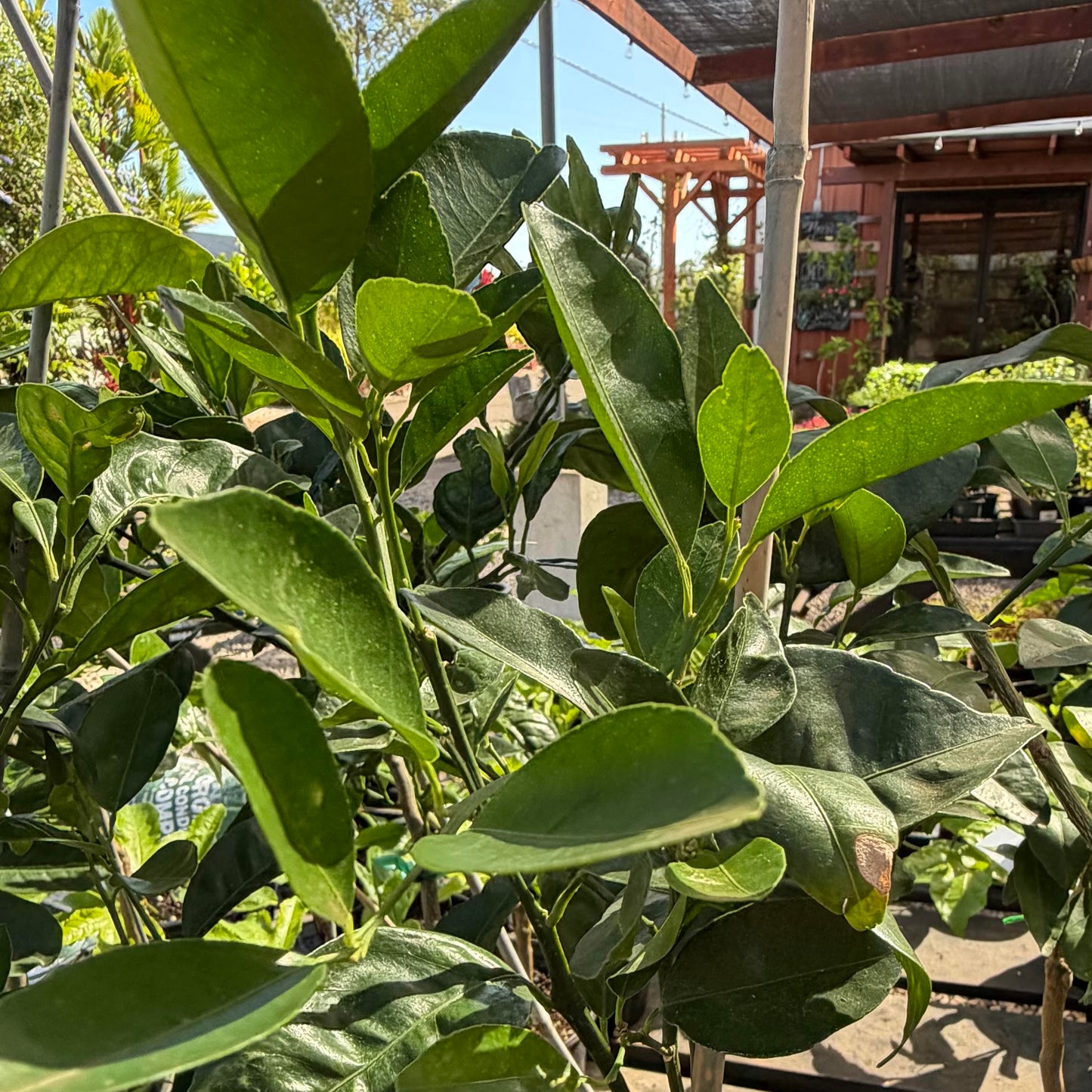 Tango Mandarin Macrophylla