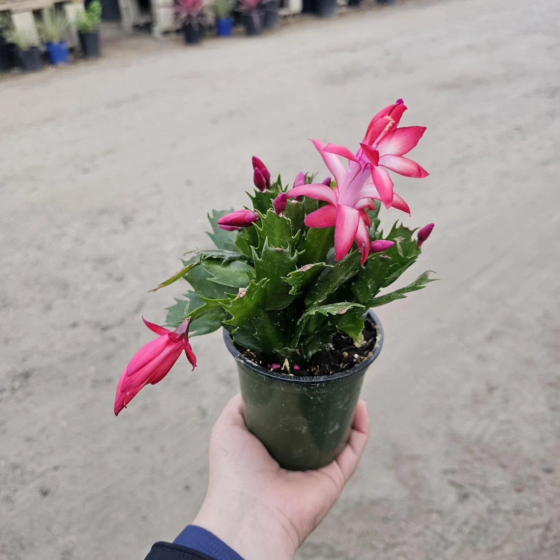 Thanksgiving Cactus