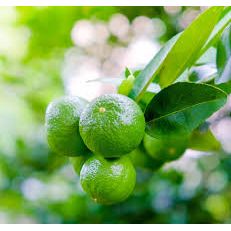 Thornless Mexican Lime