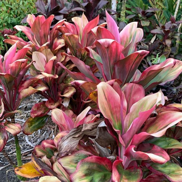 Cordyline 'Kauai Rosebud' (Ti leaf)