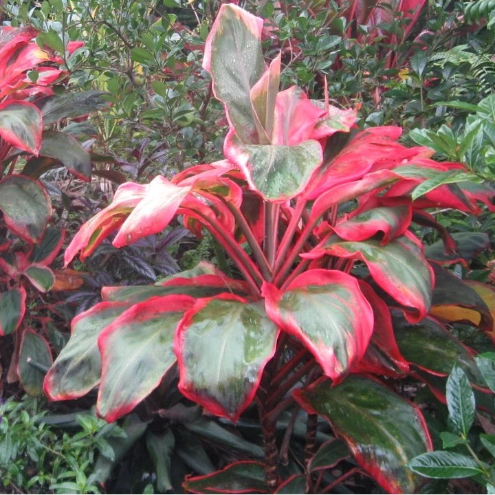 Cordyline australis 'Paradise Orange' (Ti Leaf)