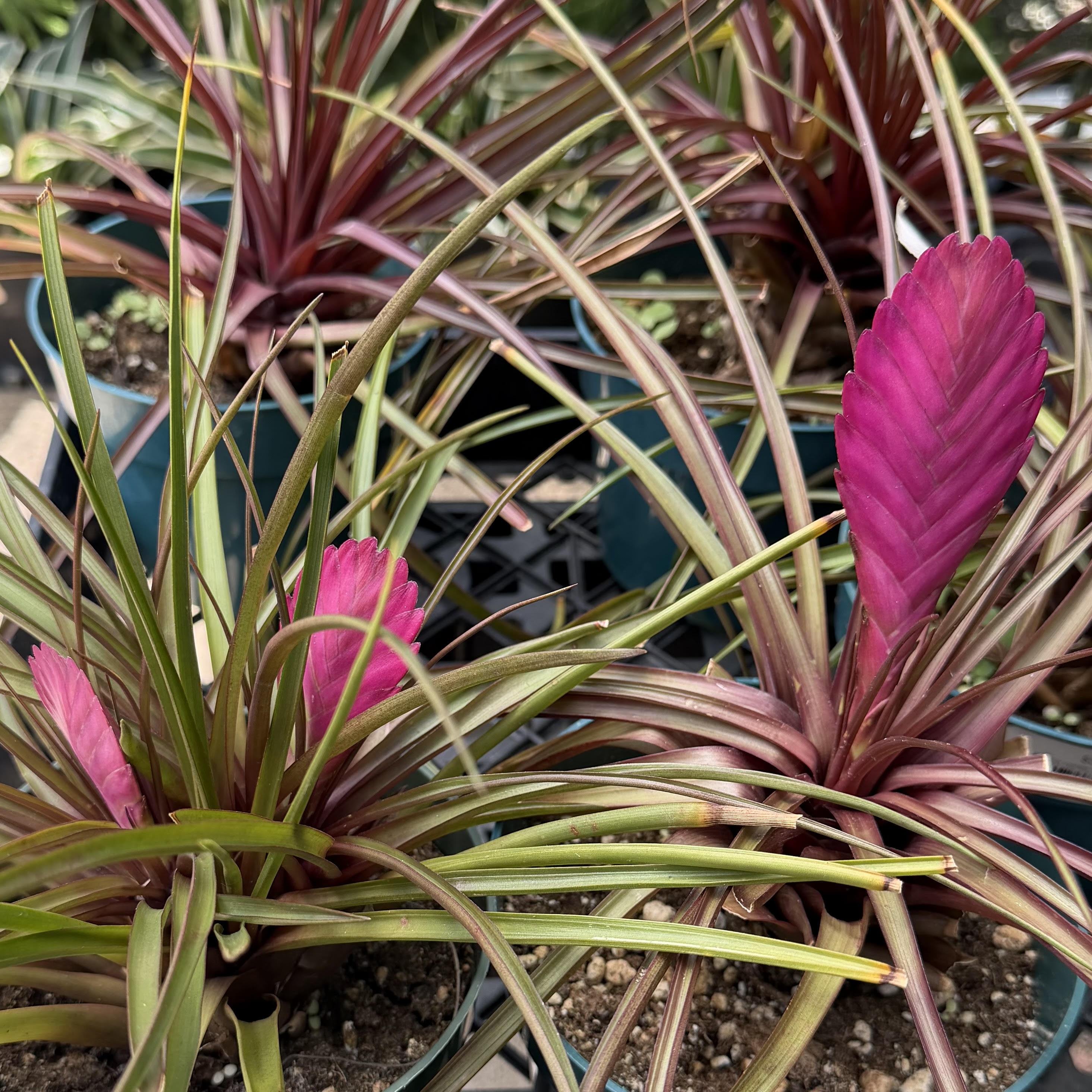 Tillandsia cyanea 'Sandy' (Pink Quil) – Mari's Gardens