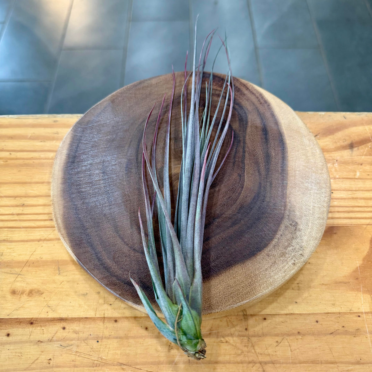 Tillandsia rodrigueziana red form x concolor