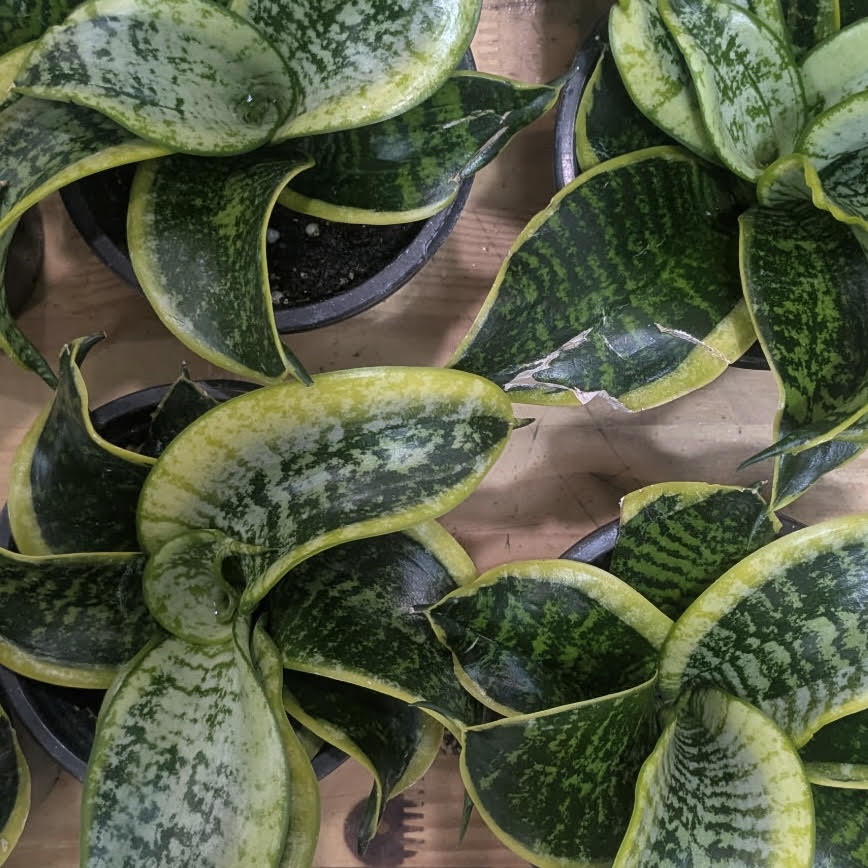 Sansevieria trifasciata 'Tornado'