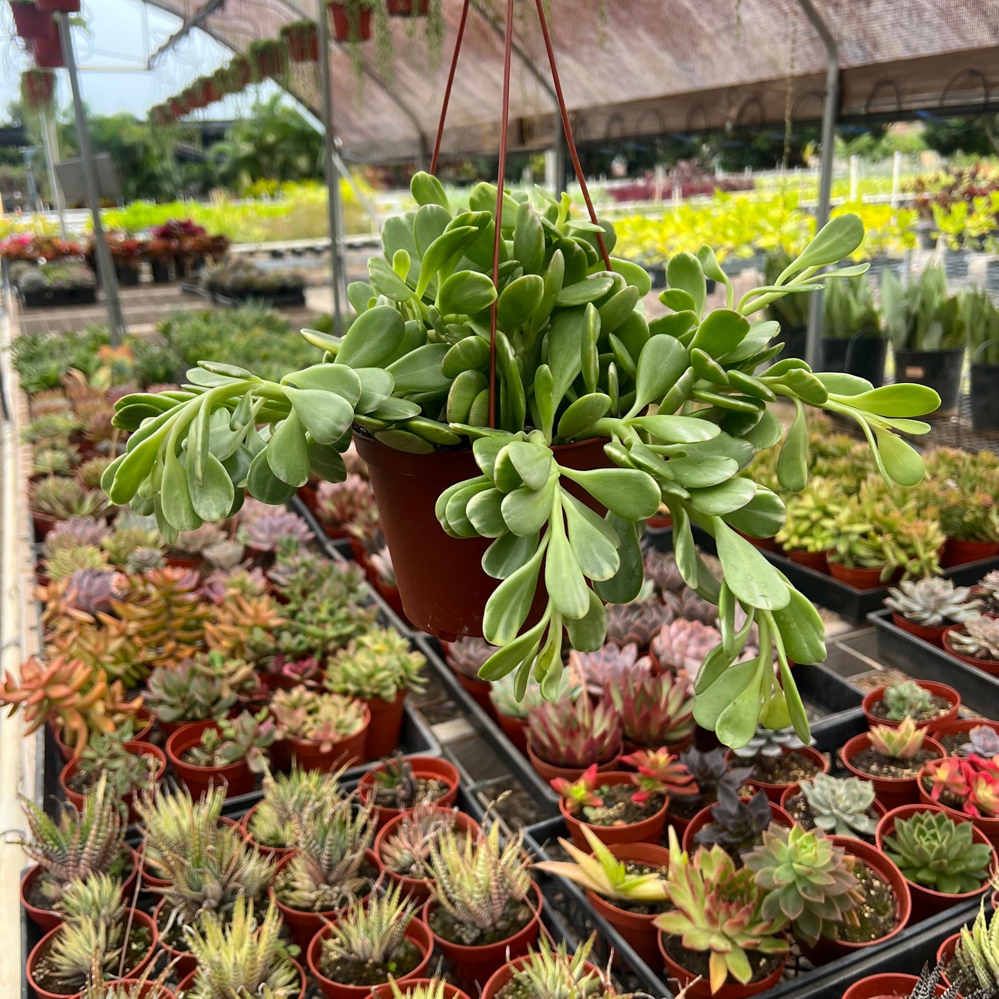 Kleinia petraea, "Trailing Jade"