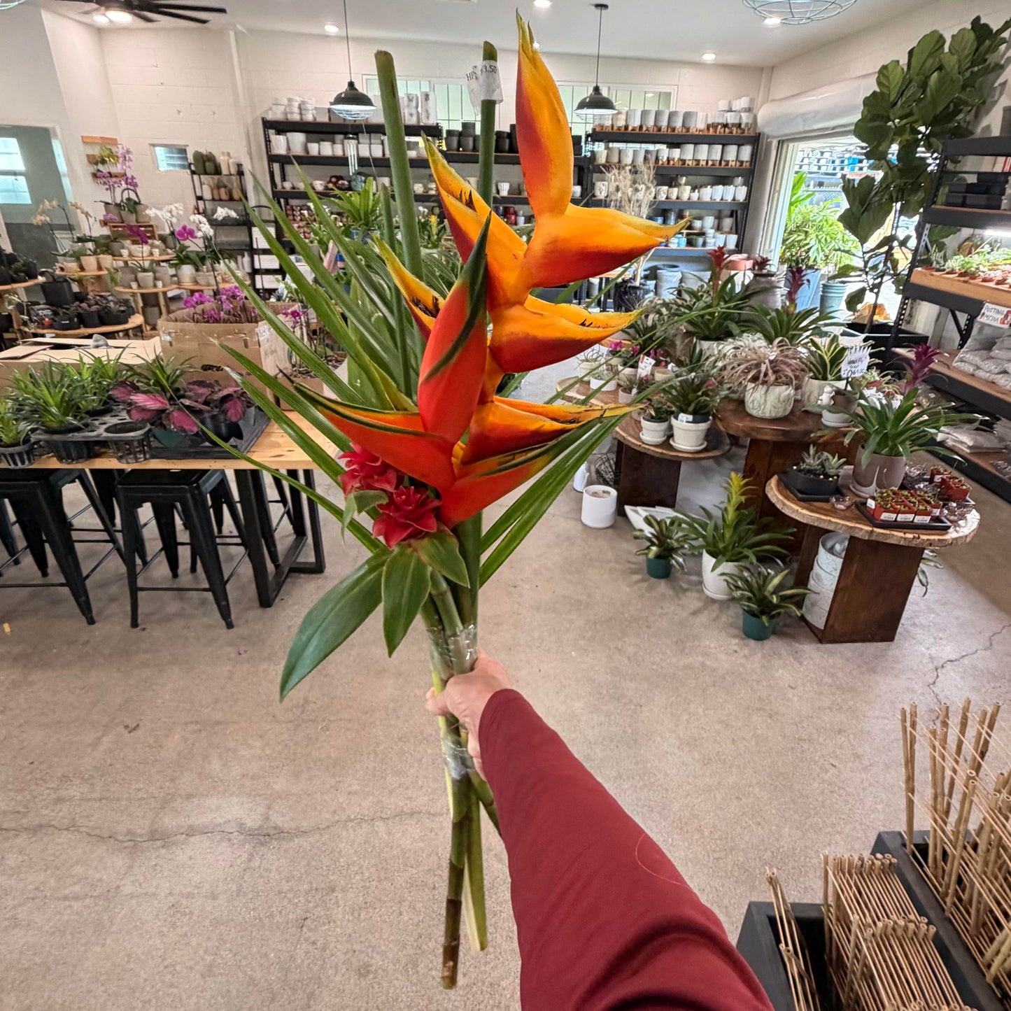 Tropical Bunches- Mixed
