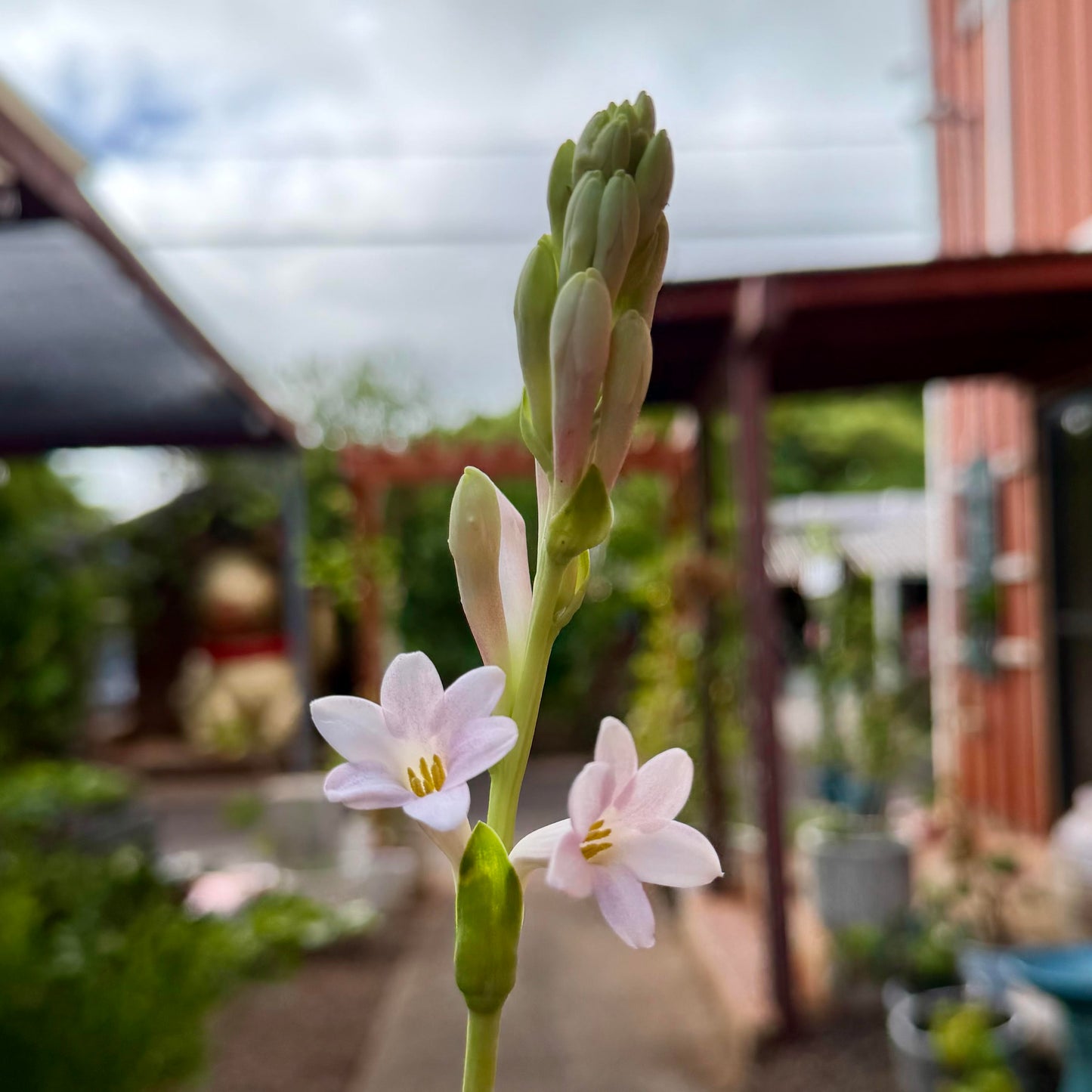 Polianthes tuberosa 'Tuberose' (Love)