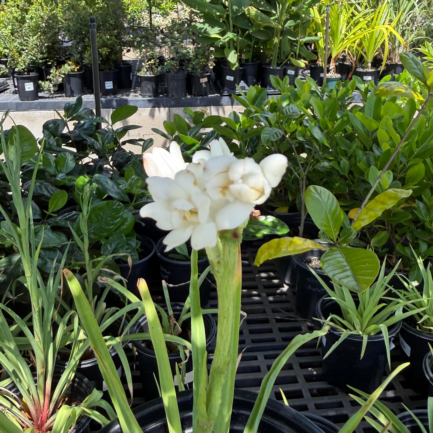 Polianthes tuberosa 'Tuberose' (The Pearl)