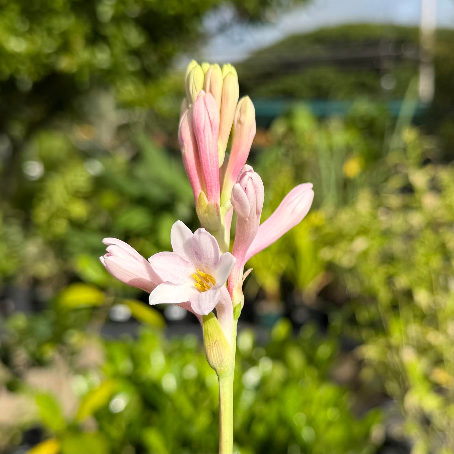 Polianthes tuberosa 'Tuberose' (Sensation)