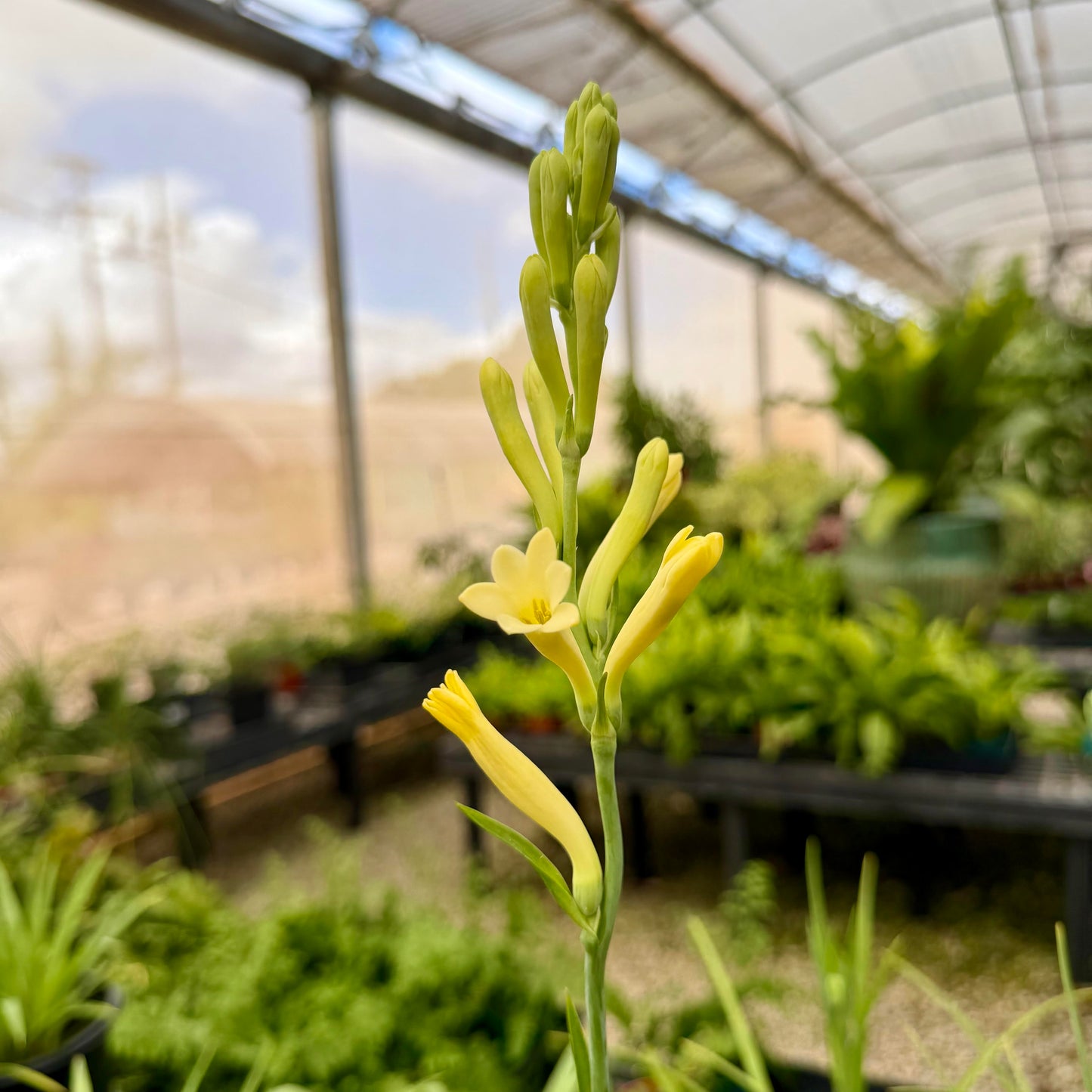 Polianthes tuberosa 'Tuberose' (Super Gold)