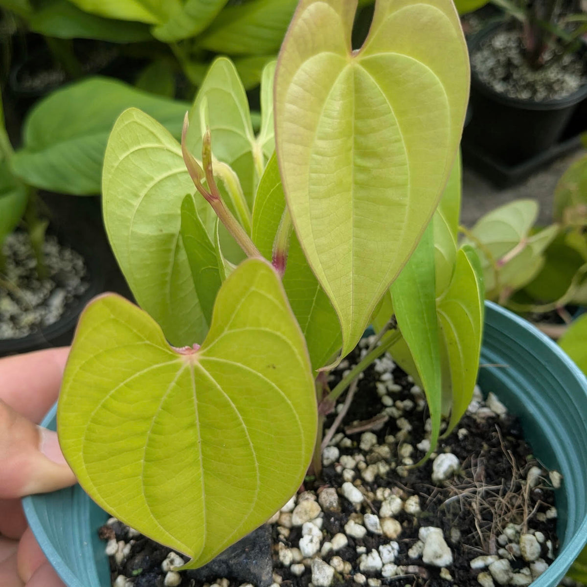 Caesalpinia kavaiense, Uhi (Yam)
