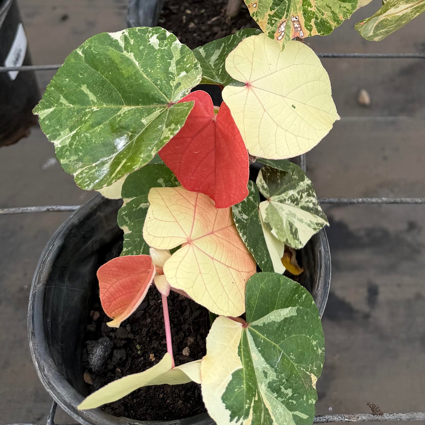 Hau Variegated