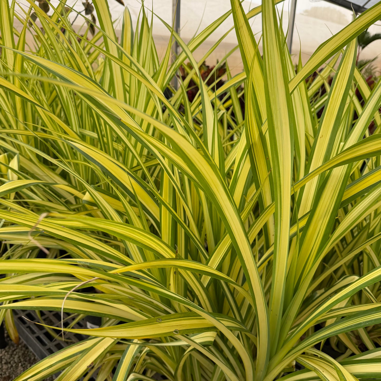Dwarf Pandanus 'Variegated'