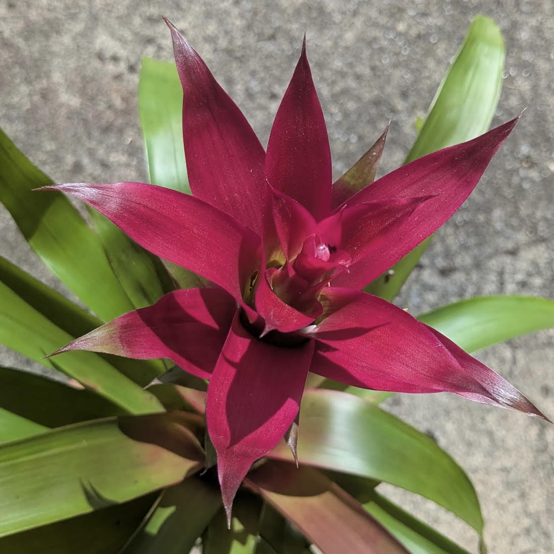 Guzmania 4"