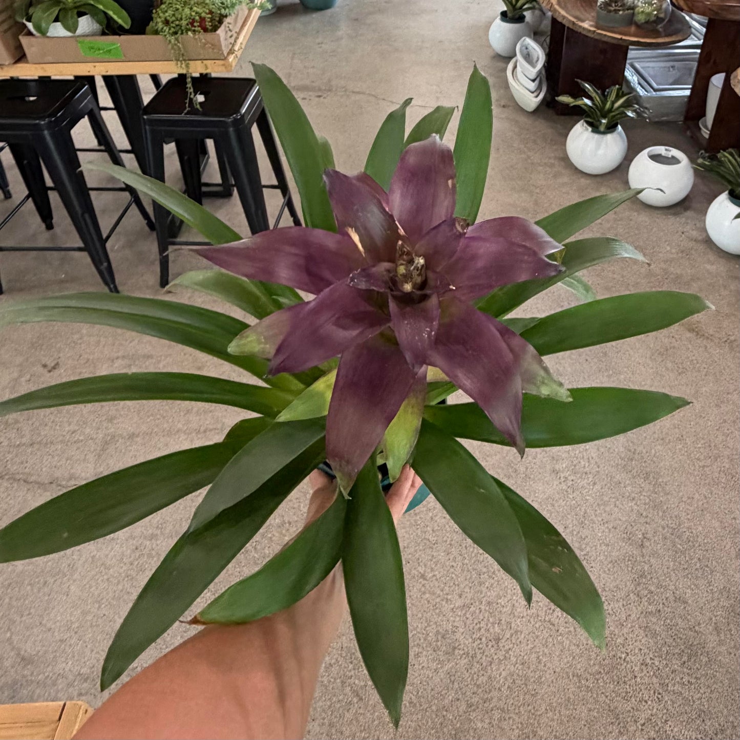 Guzmania 4"