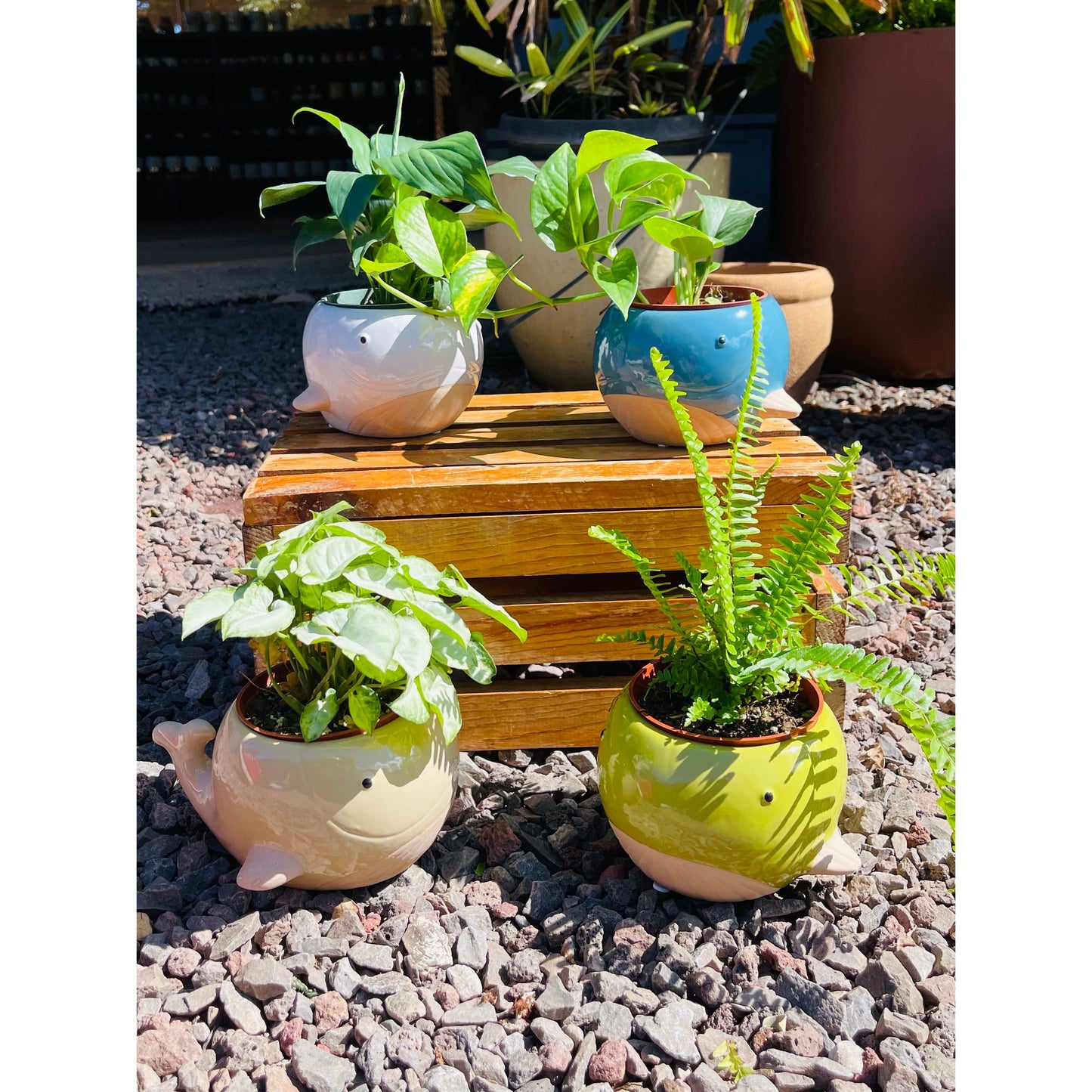 Whale Planters