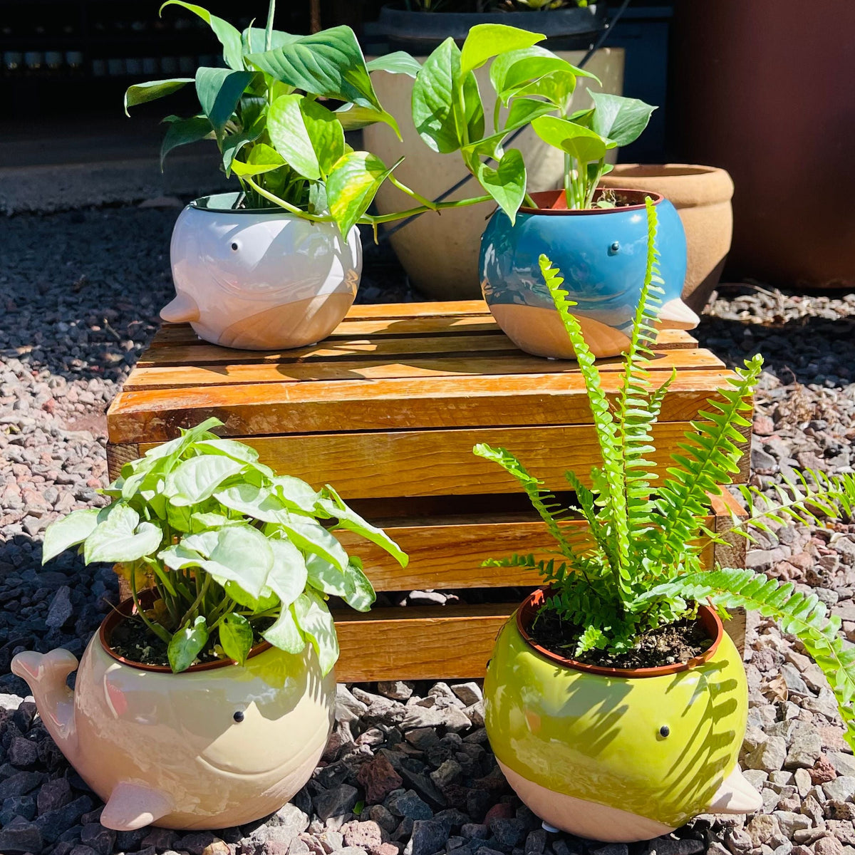 Whale Planters