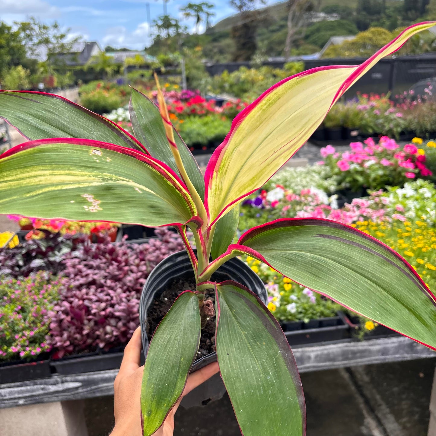 Cordyline 'White Baby' (Ti Leaf)