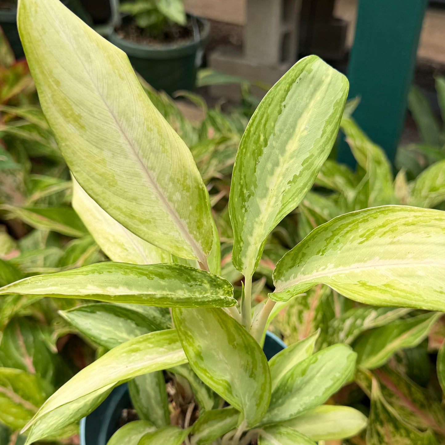 Aglaonema 'White Rain'
