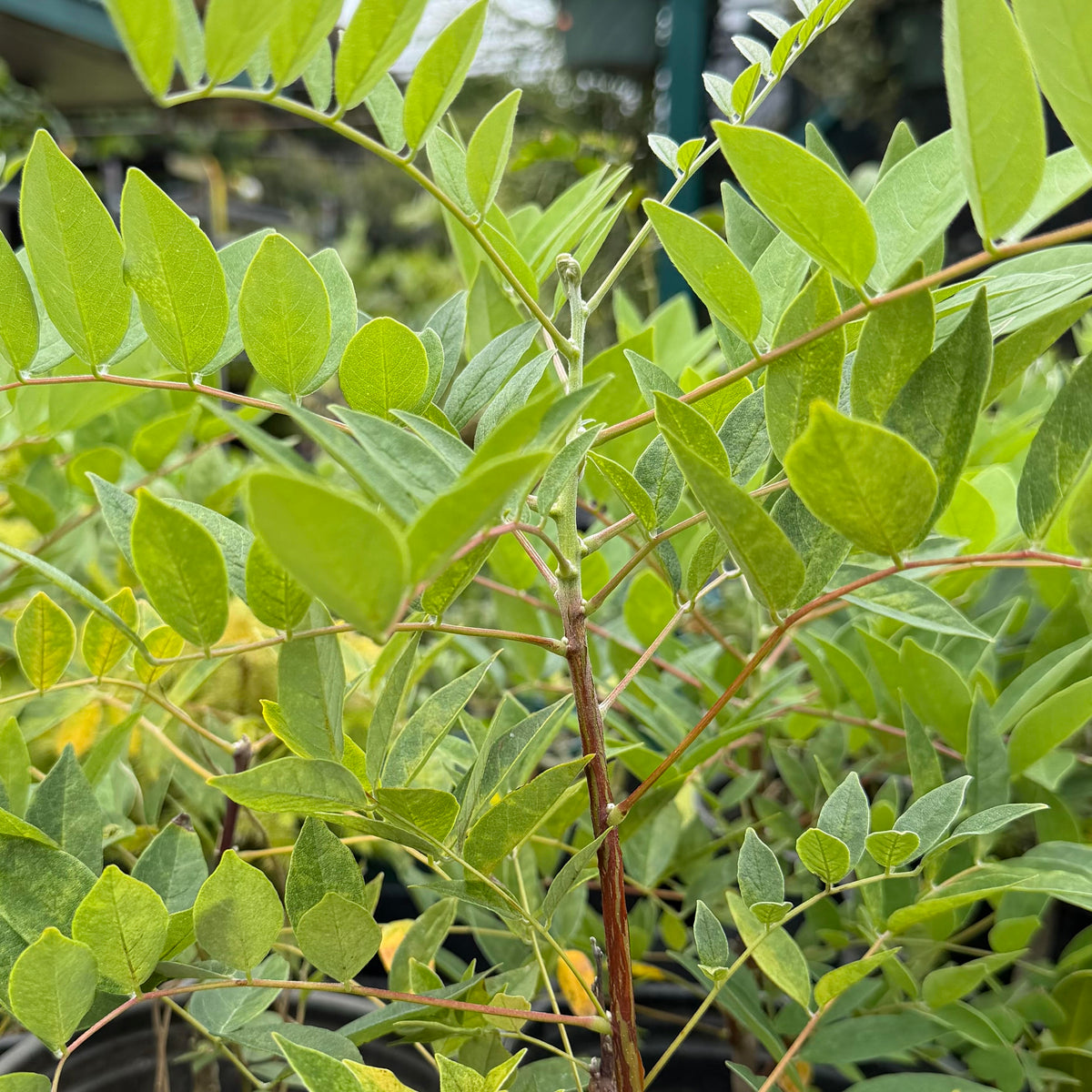 Wisteria frutescens