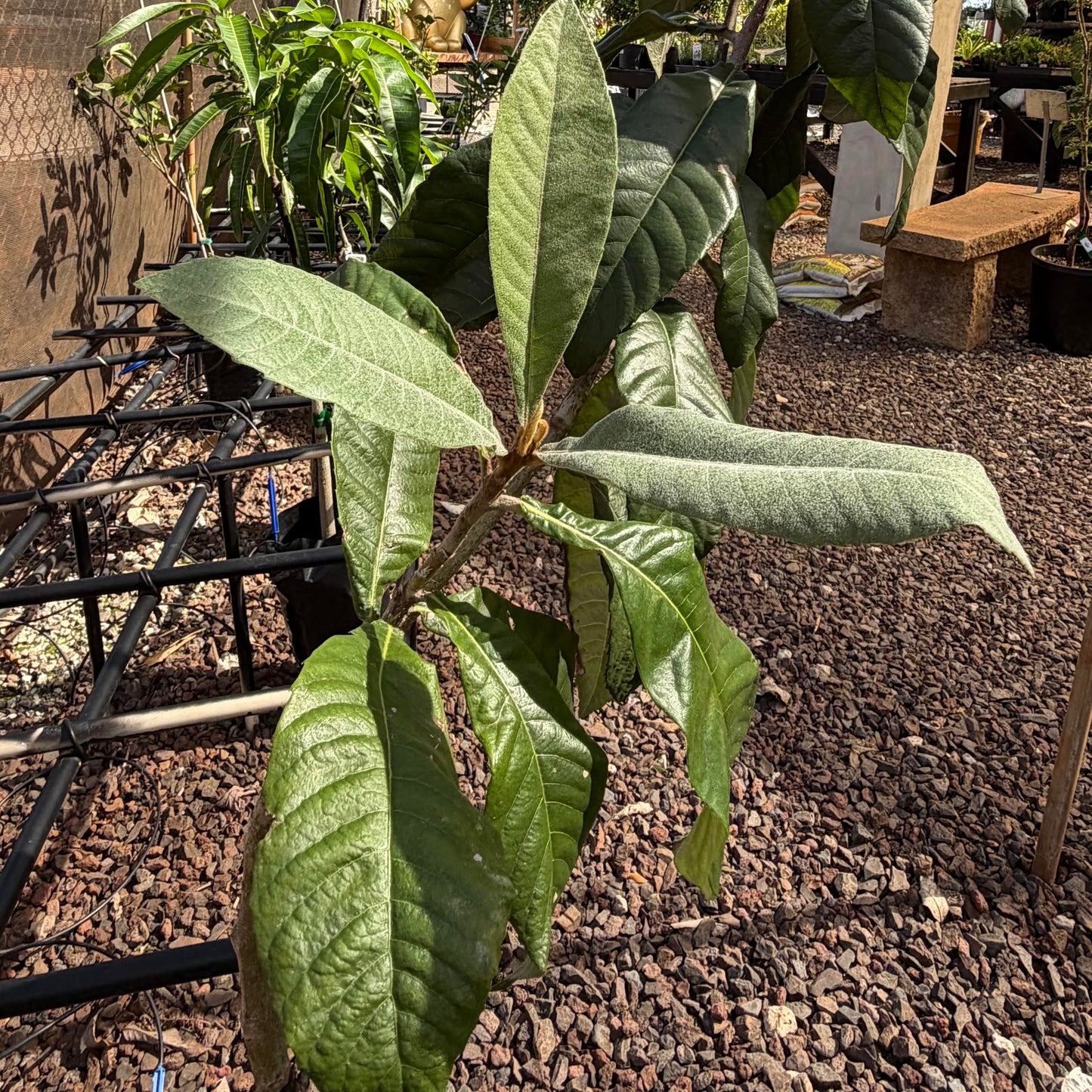 Wolfe Loquat
