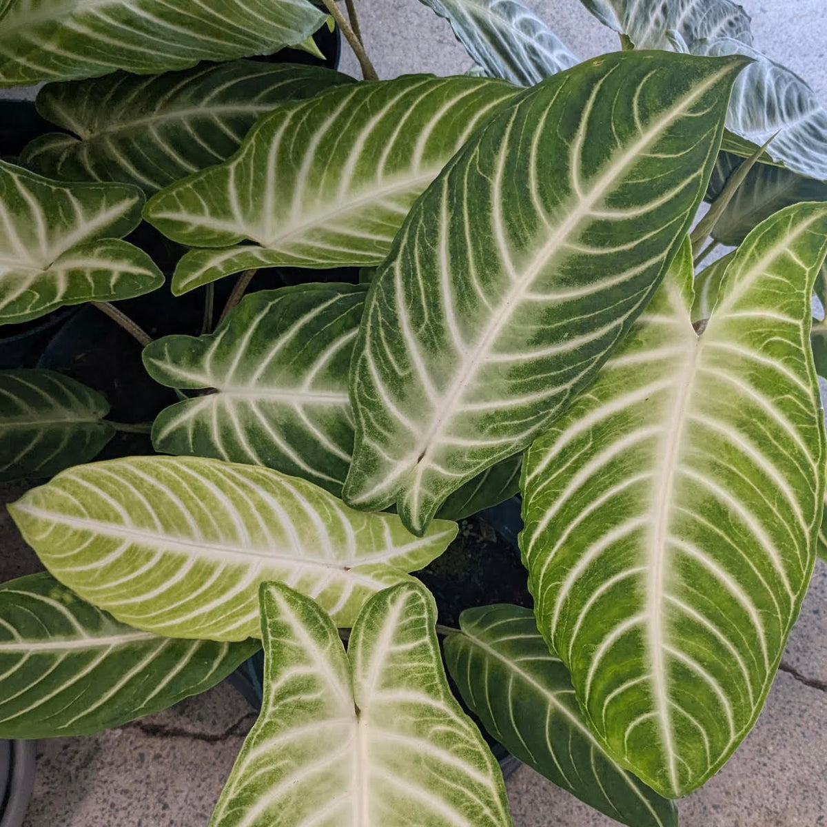 Phyllotaenium lindenii ʻCaladium lindeniiʻ