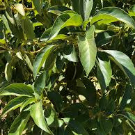 Yamagata Avocado