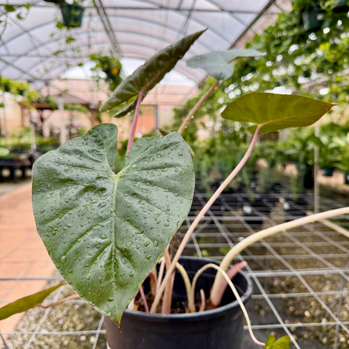Alocasia sarawakensis 'Yucatan Queen'