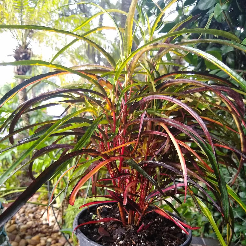 Croton, Zanzibar