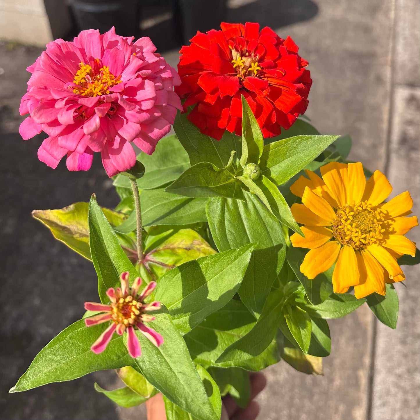 Zinnia