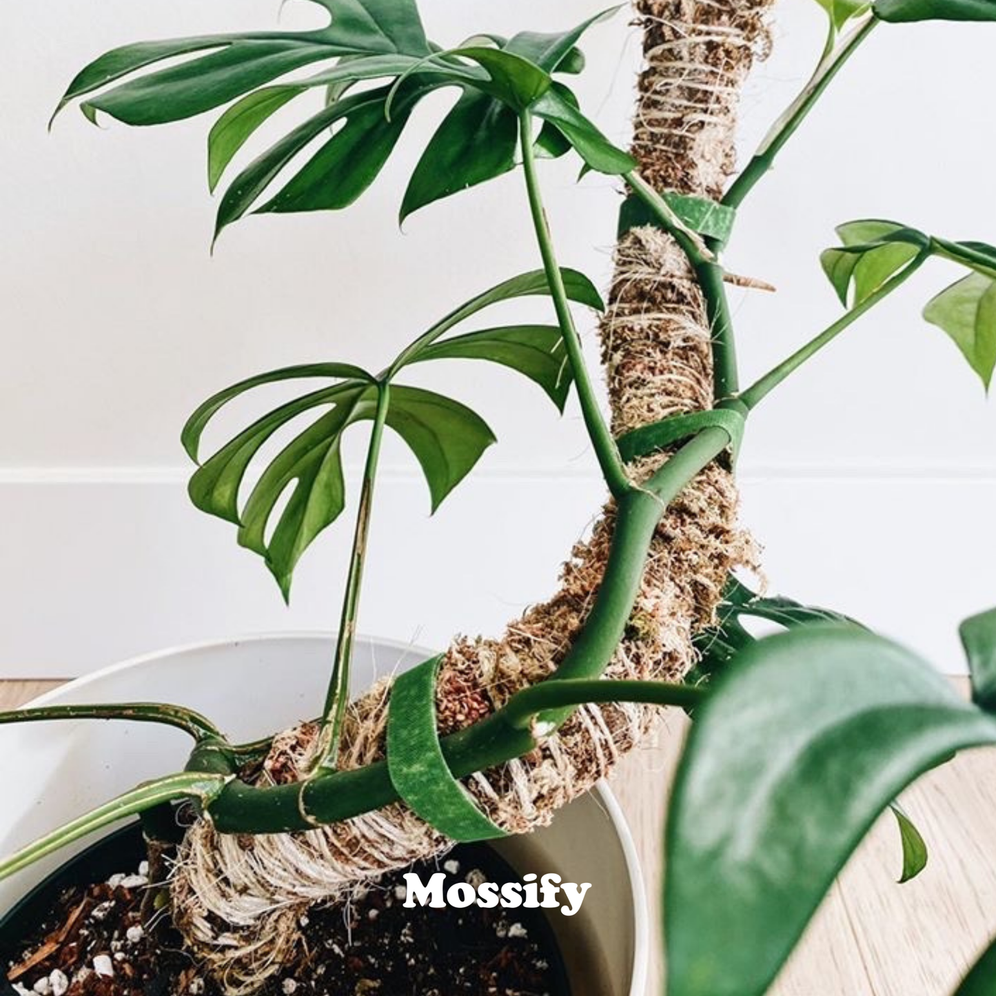 Bendable Moss Pole⢠Best Seller Flexible Plant Support