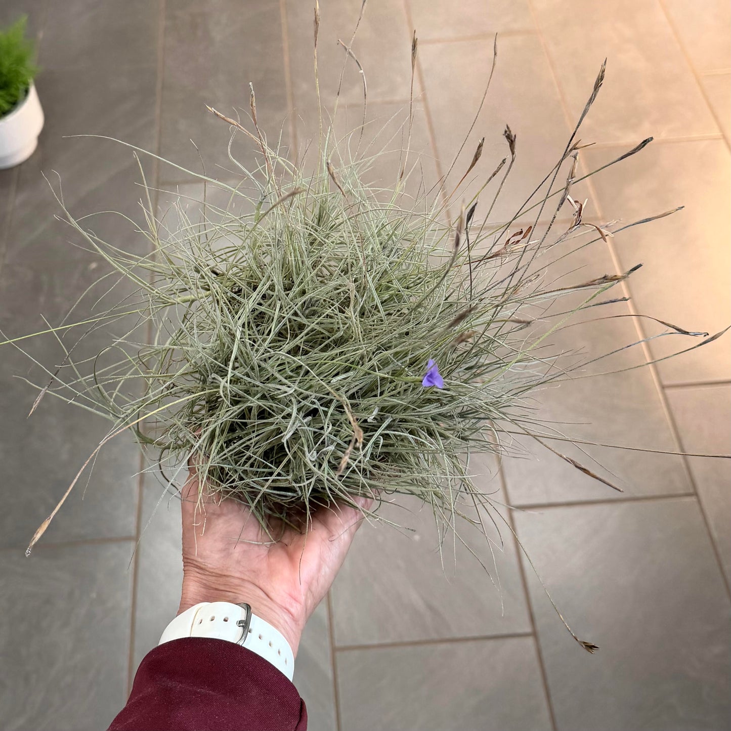 Tillandsia "Bandensis"