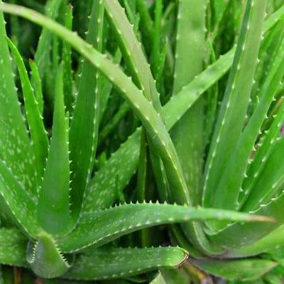 Aloe, seeds
