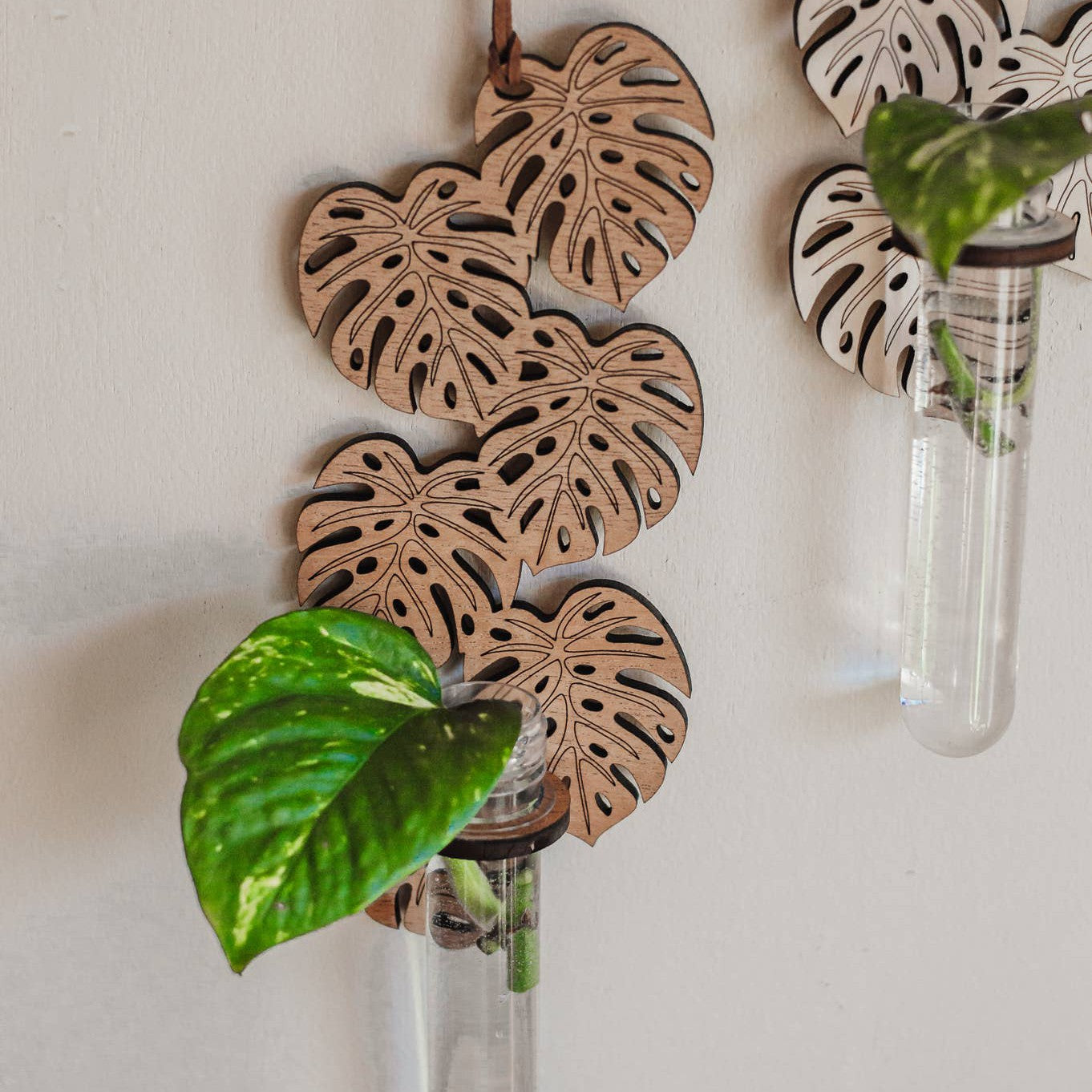 Monstera Hanging Propagation Station