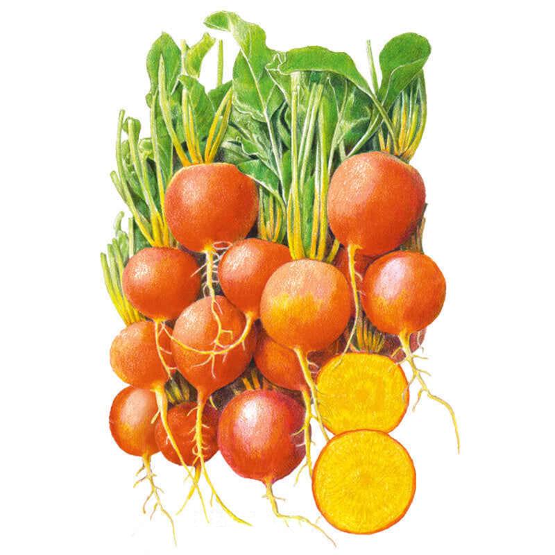 Beets seeds, "Touchstone Gold"