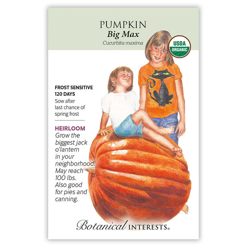 Big Max Pumpkin