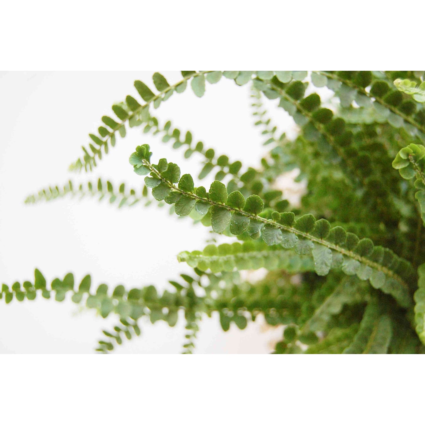 Pellaea rotundifolia, "Button Fern"