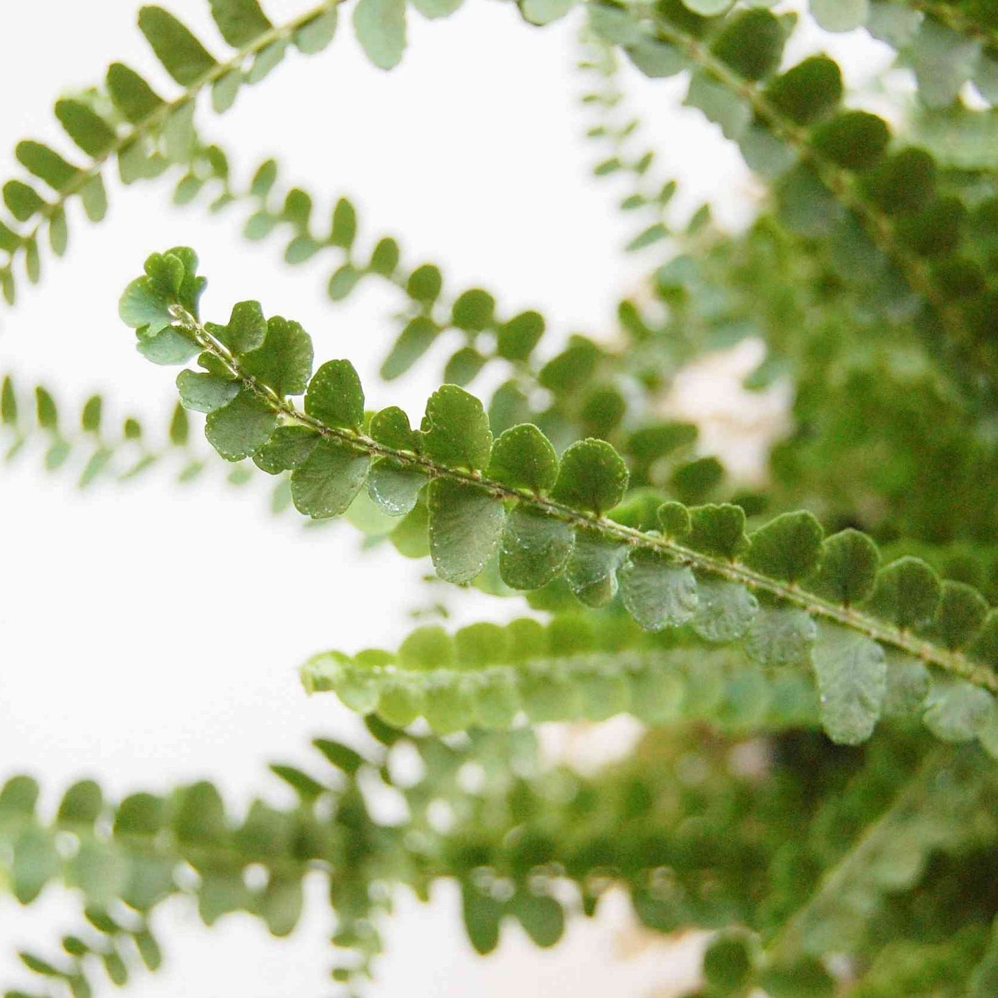 Pellaea rotundifolia 'Button Fern'