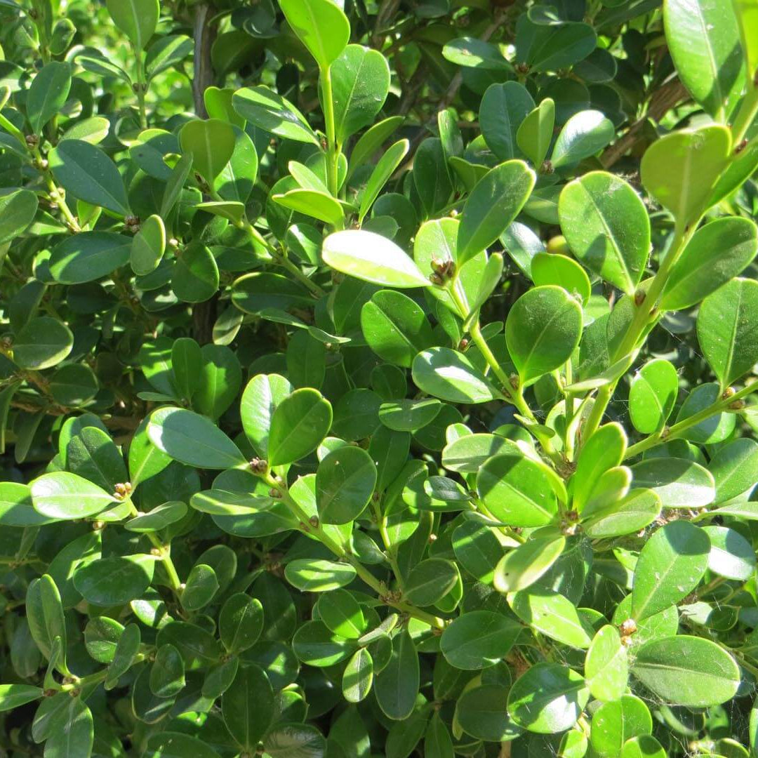 Buxus microphylla 'japonica' (Japanese Boxwood)
