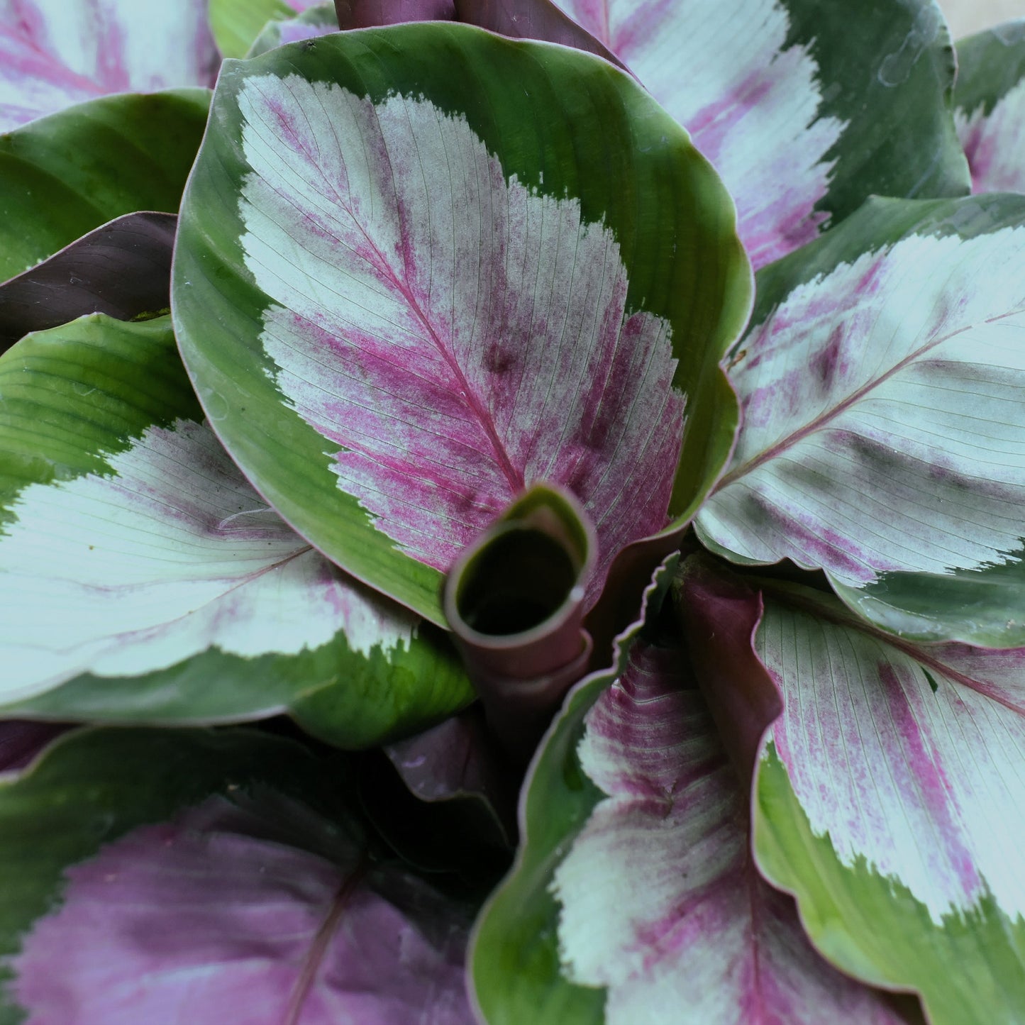 Calathea roseopicta, "Corona"