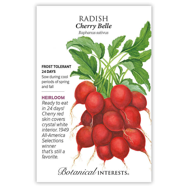 Radish seeds 'Cherry Belle'
