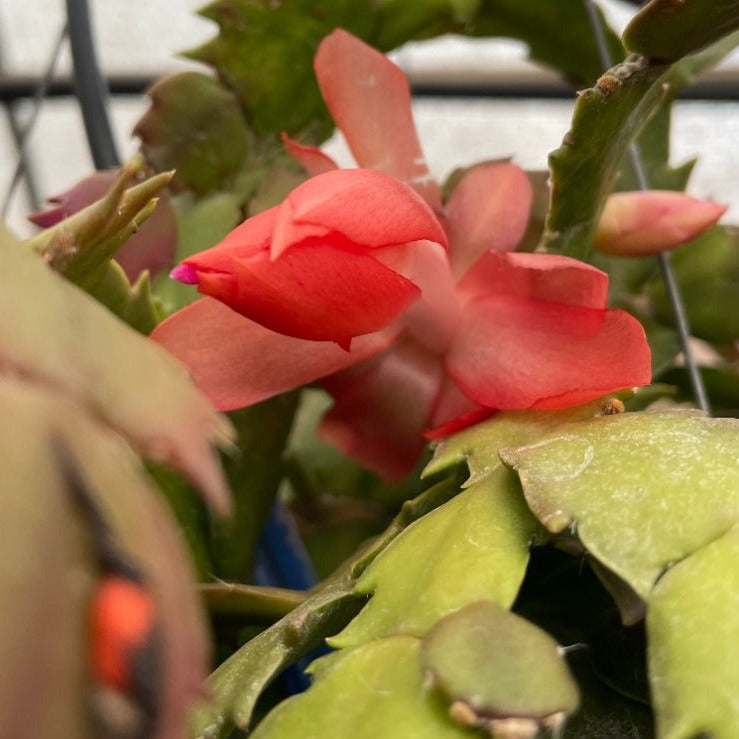 Schlumbergera truncata, "Christmas Cactus"