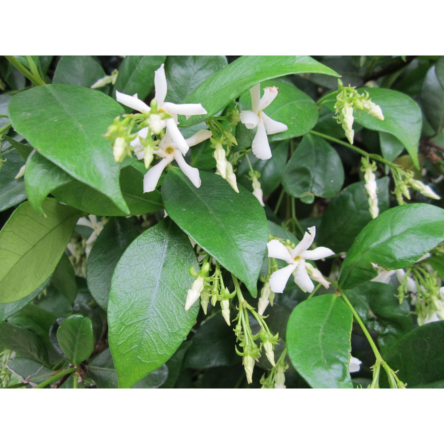 Trachelospermum jasminoides, "Confederate Jasmine"