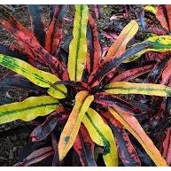Croton, Stop Light