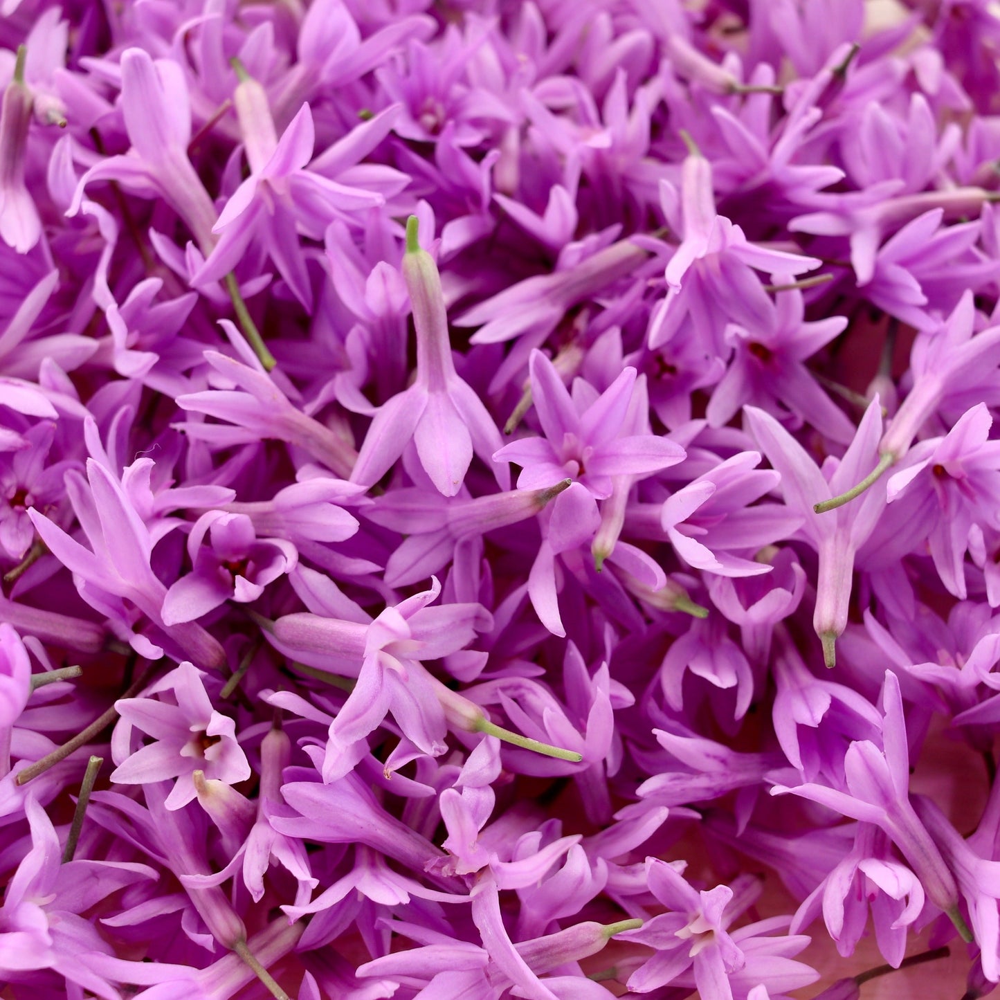 Edible Flowers