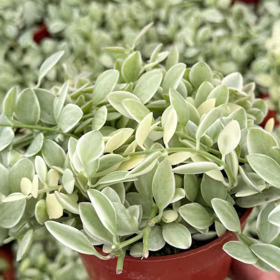 Dischidia oiantha Varigata