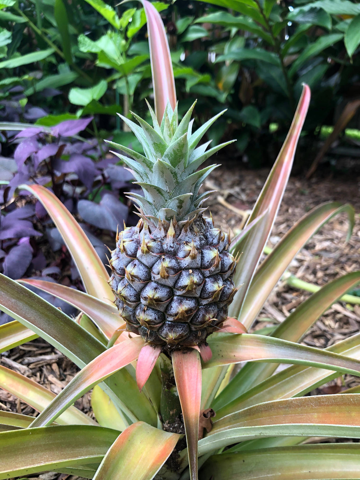 Aloha Bites Pineapple Jam